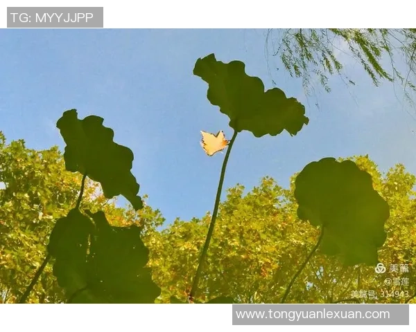 广州排球队的辉煌之路与突破成就全景回顾