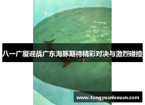八一广厦迎战广东海豚期待精彩对决与激烈碰撞